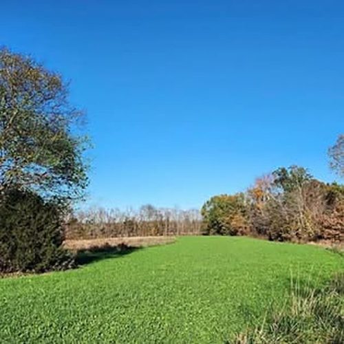 Food Plot Seed Blend